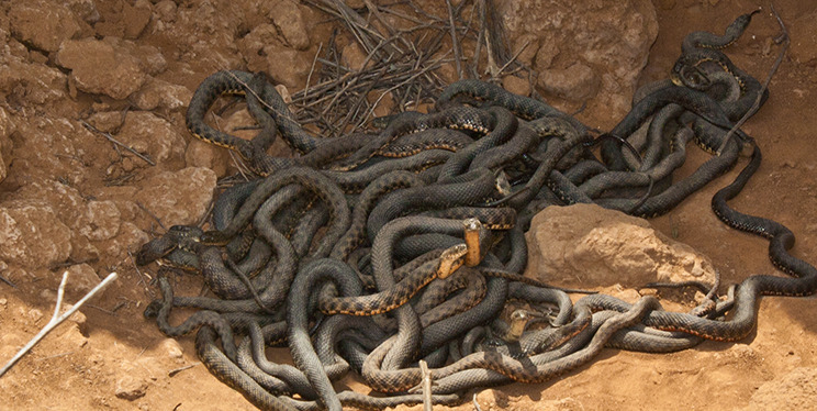 Blog brand lessons indiana jones snakes