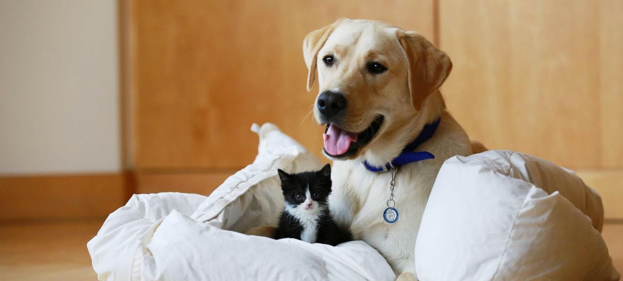 battersea dogs and cats home volunteer