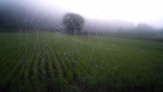 The Web as your extended Desktop?