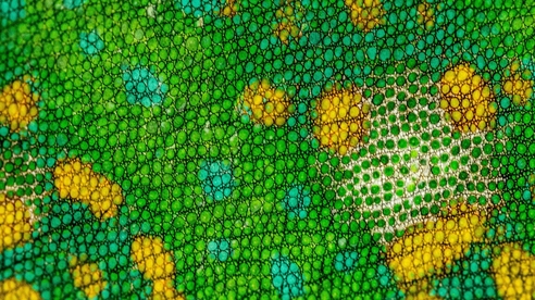 How to build an adaptive brand