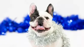 Happy howl idays from bynder thumbnail