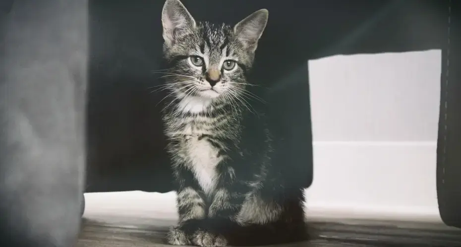 How digital asset management helps content marketers