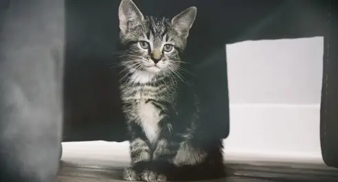 How digital asset management helps content marketers