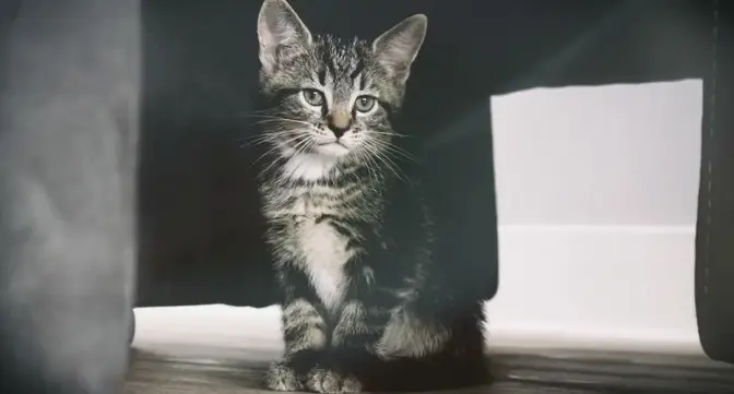 How digital asset management helps content marketers