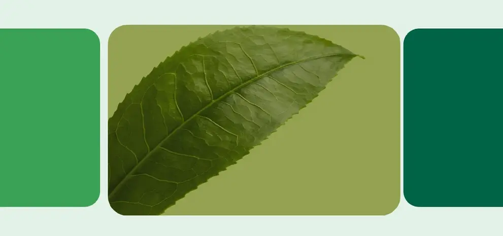 Tea brand story image 2