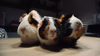 Creating a taxonomy of the cute & cuddly in 8 simple steps