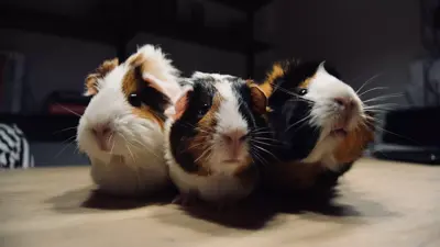 Creating a taxonomy of the cute & cuddly in 8 simple steps