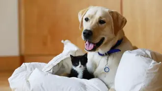 Battersea Dogs & Cats Home Klantverhaal