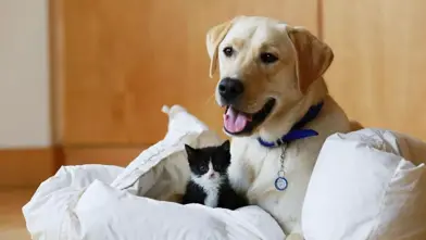 Battersea Dogs & Cats Home Customer story