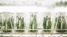 Taxonomy, it's an art