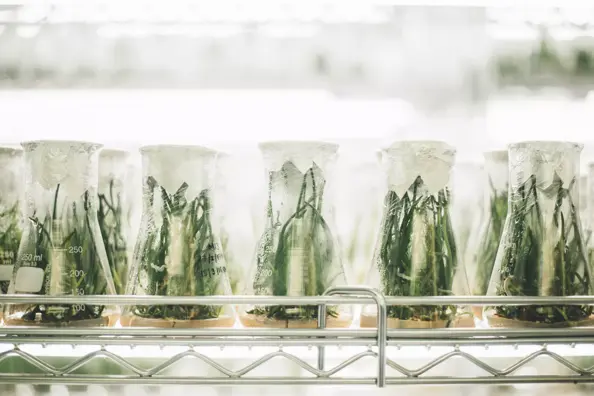 Taxonomie ist eine Kunst