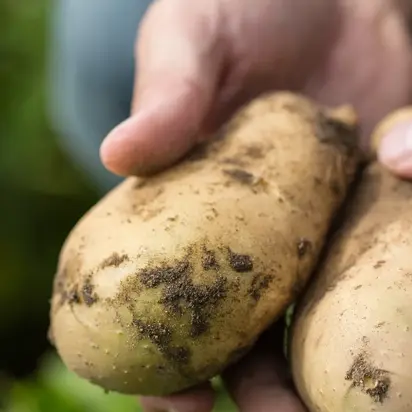 Simplot optimiert seine Content Operations mit Bynder – <span class="TC-blue-500">und spart 2,3 Millionen US-Dollar</span>