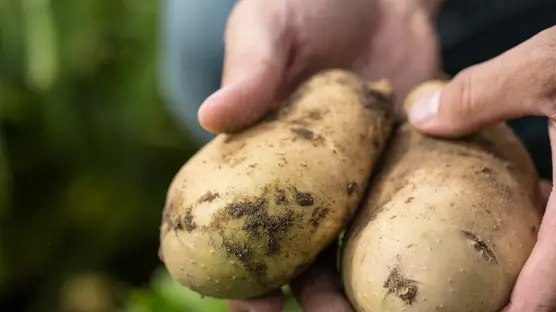 Simplot simplifies content operations with Bynder, delivering <span class="TC-blue-500">$2.3M in cost-efficiency savings</span>